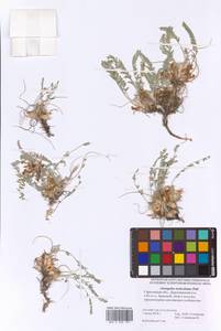 Astragalus testiculatus Pall., Eastern Europe, Lower Volga region (E9) (Russia)