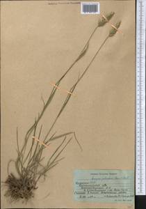 Agropyron cristatum (L.) Gaertn., Middle Asia, Northern & Central Kazakhstan (M10) (Kazakhstan)