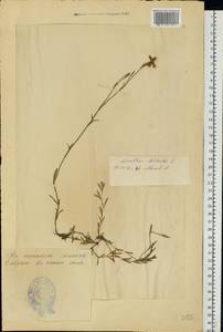 Dianthus borbasii Vandas, Eastern Europe, Estonia (E2c) (Estonia)