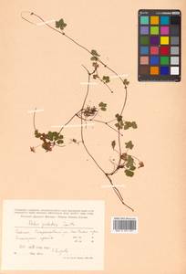 Rubus pedatus Sm., Siberia, Russian Far East (S6) (Russia)