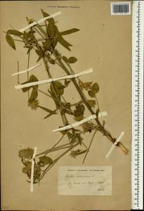 Bituminaria bituminosa (L.)C.H.Stirt., South Asia, South Asia (Asia outside ex-Soviet states and Mongolia) (ASIA) (Syria)