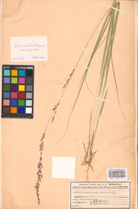 Molinia caerulea (L.) Moench, Eastern Europe, Moscow region (E4a) (Russia)