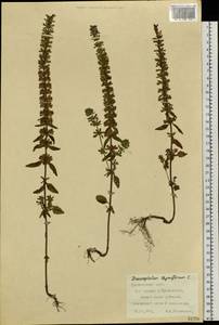 Dracocephalum thymiflorum L., Siberia, Central Siberia (S3) (Russia)