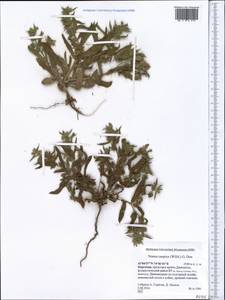 Nonea caspica (Willd.) G. Don, Middle Asia, Northern & Central Tian Shan (M4) (Kyrgyzstan)