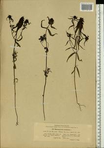 Melampyrum cristatum L., Eastern Europe, Latvia (E2b) (Latvia)