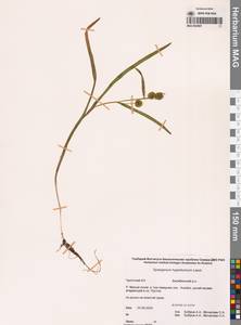 Sparganium hyperboreum Laest. ex Beurl., Siberia, Chukotka & Kamchatka (S7) (Russia)
