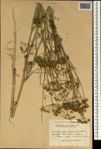 Anethum graveolens L., South Asia, South Asia (Asia outside ex-Soviet states and Mongolia) (ASIA) (China)