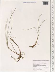 Carex limosa L., Mongolia (MONG) (Mongolia)