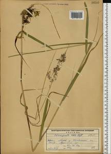 Calamagrostis purpurea (Trin.) Trin., Eastern Europe, Northern region (E1) (Russia)