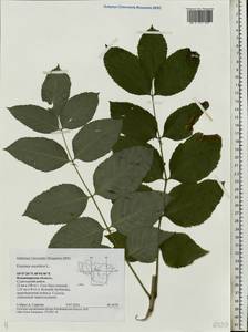 Fraxinus excelsior L., Eastern Europe, Central region (E4) (Russia)