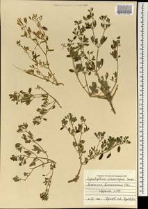 Zygophyllum pterocarpum Bunge, Mongolia (MONG) (Mongolia)