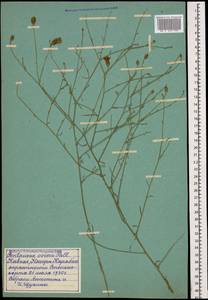 Centaurea ovina Pall. ex Willd., Caucasus, Azerbaijan (K6) (Azerbaijan)