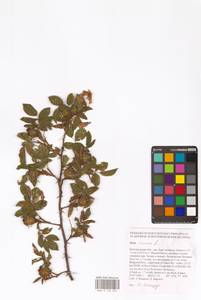 Rosa canina L., Eastern Europe, Central forest-and-steppe region (E6) (Russia)