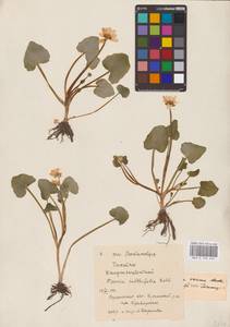 Ficaria verna Huds., Eastern Europe, North Ukrainian region (E11) (Ukraine)