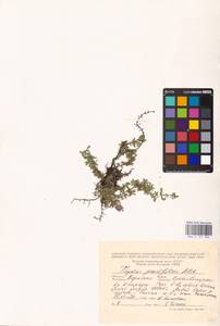 MHA 0 157 396, Thymus talijevii subsp. paucifolius (Klokov) P.A.Schmidt, Eastern Europe, Eastern region (E10) (Russia)