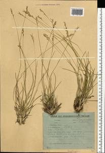 Danthonia decumbens (L.) DC., Eastern Europe, Belarus (E3a) (Belarus)