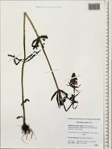 Pedicularis spicata, Siberia, Baikal & Transbaikal region (S4) (Russia)
