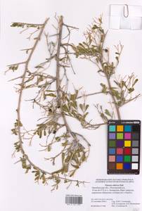 Nitraria sibirica (DC.) Pall., Eastern Europe, Eastern region (E10) (Russia)