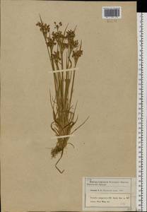 Luzula pallescens Sw., Eastern Europe, Moscow region (E4a) (Russia)