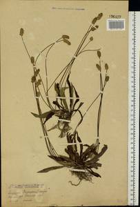 Plantago lanceolata L., Eastern Europe, Eastern region (E10) (Russia)