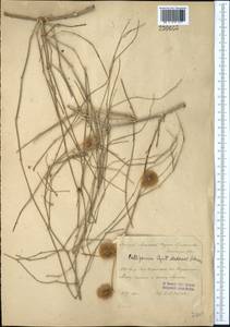 Calligonum caput-medusae Schrenk, Middle Asia, Syr-Darian deserts & Kyzylkum (M7) (Kazakhstan)