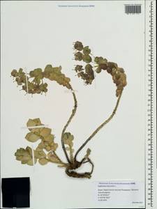 Euphorbia myrsinites L., Crimea (KRYM) (Russia)
