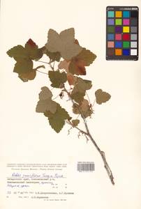 Ribes nigrum L., Siberia, Russian Far East (S6) (Russia)