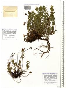 Hypericum orientale L., Caucasus, Stavropol Krai, Karachay-Cherkessia & Kabardino-Balkaria (K1b) (Russia)