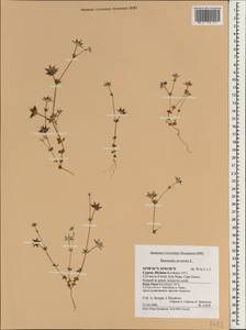 Sherardia arvensis L., South Asia, South Asia (Asia outside ex-Soviet states and Mongolia) (ASIA) (Cyprus)