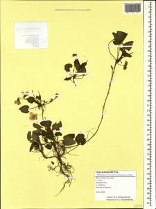 Viola alba subsp. dehnhardtii (Ten.) W. Becker, Caucasus, Black Sea Shore (from Novorossiysk to Adler) (K3) (Russia)