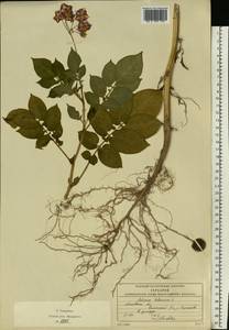 Solanum tuberosum L., Eastern Europe, Moscow region (E4a) (Russia)