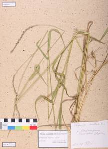 Elymus mutabilis (Drobow) Tzvelev, Siberia, Altai & Sayany Mountains (S2) (Russia)