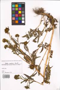 Bidens radiata Thuill., Eastern Europe, Central forest region (E5) (Russia)