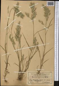 Bromus japonicus Houtt., Middle Asia, Western Tian Shan & Karatau (M3) (Kazakhstan)