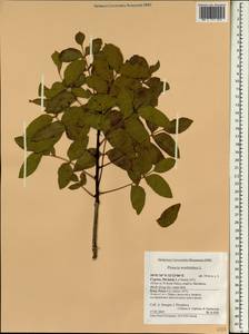 Pistacia terebinthus L., South Asia, South Asia (Asia outside ex-Soviet states and Mongolia) (ASIA) (Cyprus)