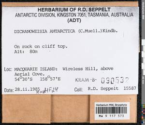 Hymenoloma antarcticum (Müll. Hal.) Ochyra, Bryophytes, Bryophytes - Australia & New Zealand (BAu) (Australia)