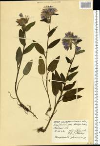 Campanula glomerata L., Eastern Europe, West Ukrainian region (E13) (Ukraine)