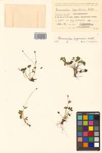 Ranunculus pygmaeus Wahlenb., Siberia, Chukotka & Kamchatka (S7) (Russia)