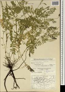 Oxytropis glabra DC., Mongolia (MONG) (Mongolia)
