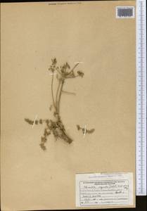 Schrenkia vaginata (Ledeb.) Fisch. & C.A.Mey., Middle Asia, Northern & Central Tian Shan (M4) (Kyrgyzstan)