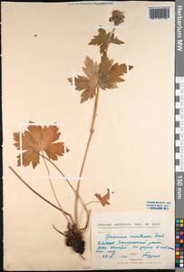 Geranium platyanthum Duthie, Siberia, Baikal & Transbaikal region (S4) (Russia)
