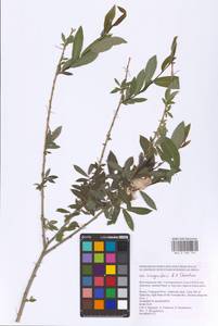 Salix vinogradovii A. K. Skvortsov, Eastern Europe, Lower Volga region (E9) (Russia)