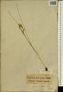 Romulea triflora (Burm.f.) N.E.Br., Africa (AFR) (South Africa)