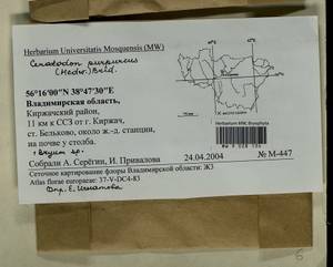 Bryum, Bryophytes, Bryophytes - Middle Russia (B6) (Russia)