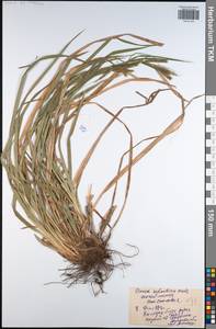 Carex sylvatica Huds., Eastern Europe, Central region (E4) (Russia)