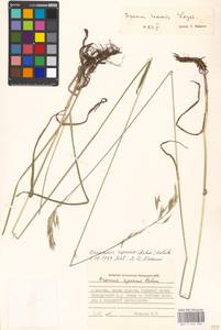 Bromus riparius Rehmann, Eastern Europe, Moscow region (E4a) (Russia)