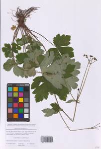 Sanicula europaea L., Eastern Europe, Moscow region (E4a) (Russia)