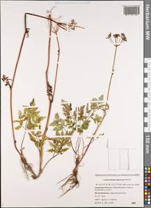 Conioselinum tataricum Hoffm., Siberia, Russian Far East (S6) (Russia)