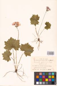 Primula jesoana Miq., South Asia, South Asia (Asia outside ex-Soviet states and Mongolia) (ASIA) (Japan)