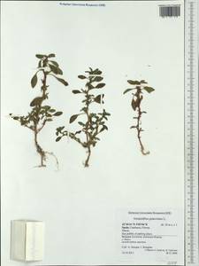 Amaranthus graecizans L., Western Europe (EUR) (Spain)